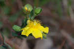 Fourpetal St. Johnswort